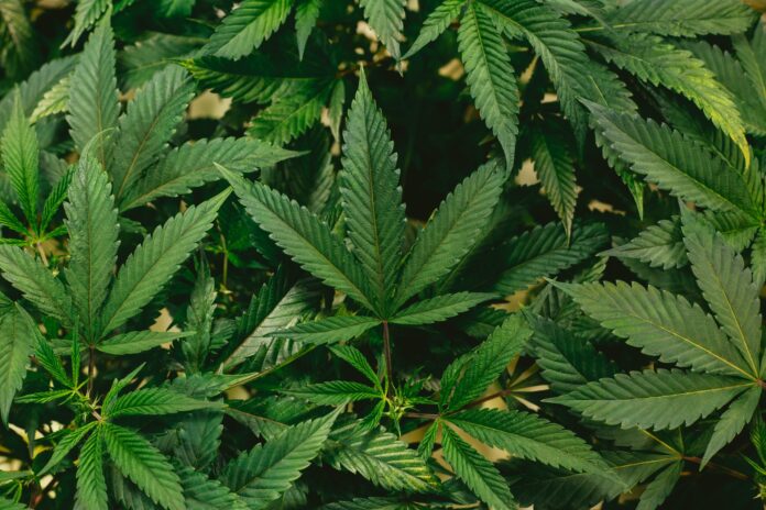 5 Innovative ways to optimize yield in marijuana plants 5 Innovative ways to optimize yield in marijuana plants