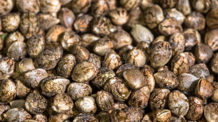 How to Find Cannabis Seeds With High THC