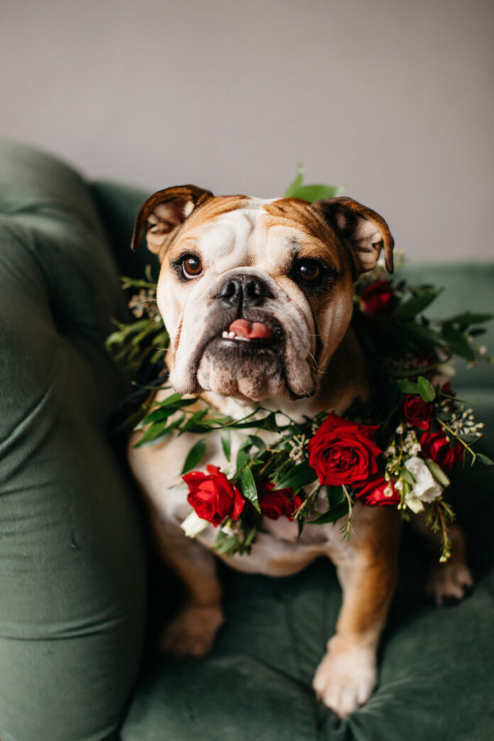 A Q&A with photographer Kat Hanegraaf showing love for our pets and neighborhood with her newest event: Valentine's Day Pet Portraits + Block Party.