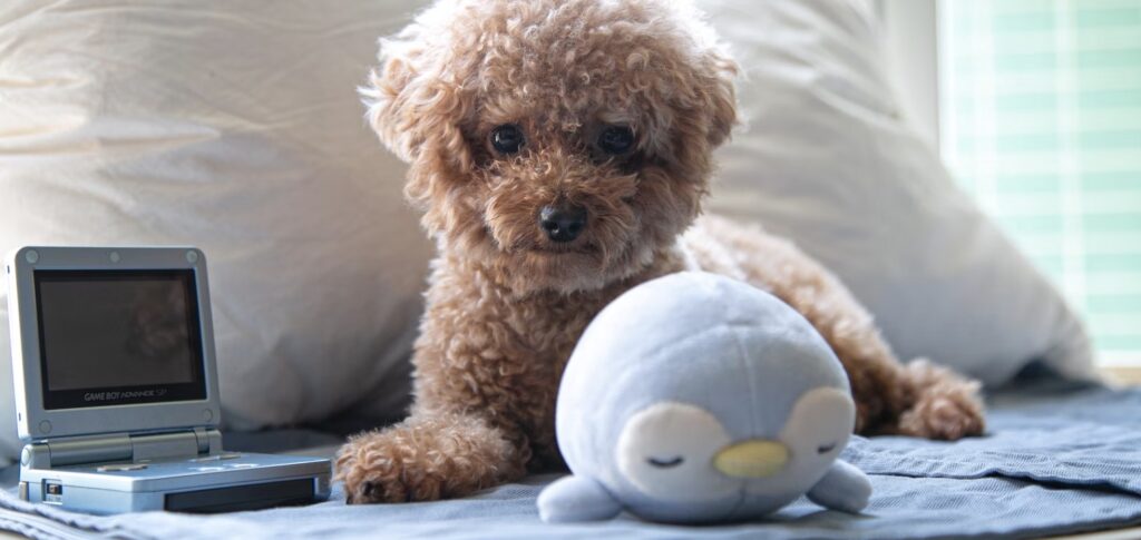 5 Tips for Preparing a Small Apartment for Pets and Pet Owners