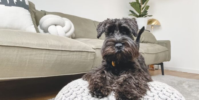 5 Tips for Preparing a Small Apartment for Pets and Pet Owners