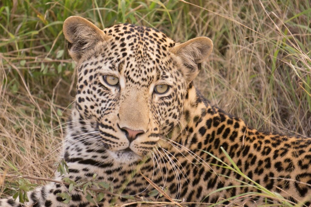 This month’s Active World Journeys travel blog: “Thinking of going on an Africa Safari? Helpful insights from the experts.”