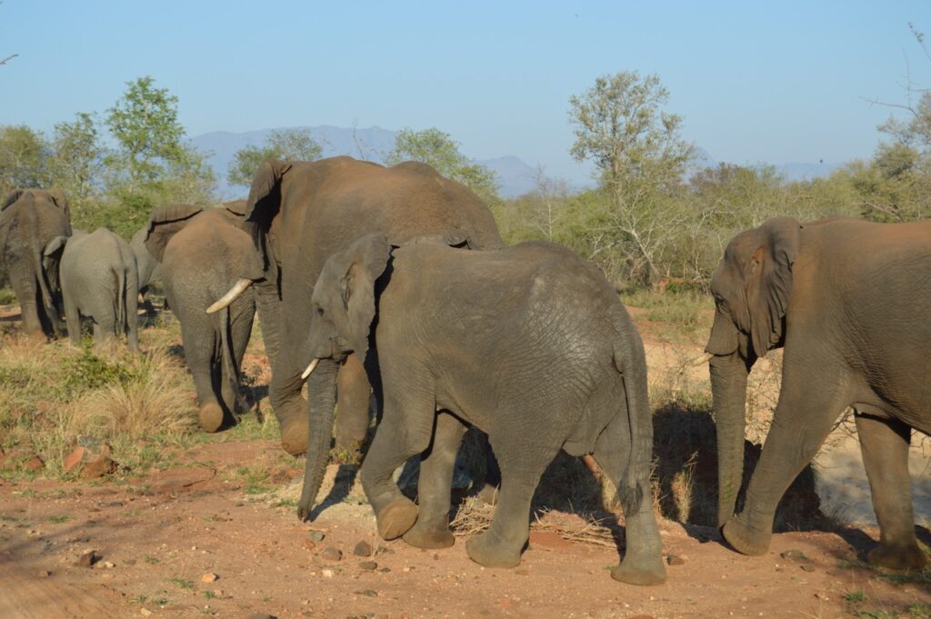 This month’s Active World Journeys travel blog: “Thinking of going on an Africa Safari? Helpful insights from the experts.”