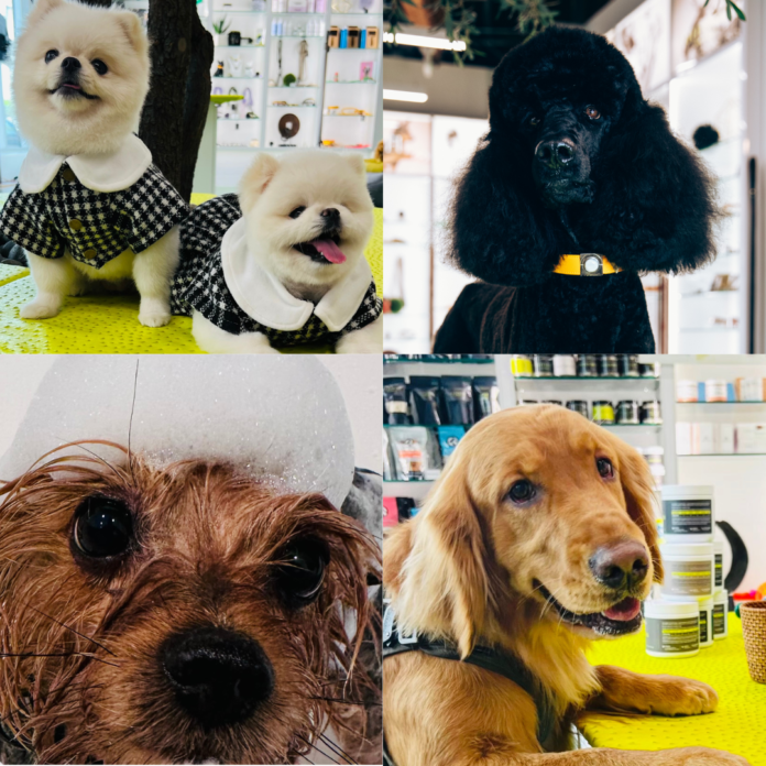 Fluffology Let’s welcome Fluffology to the NoHo Arts District - your pup’s new home for grooming and nutrition!