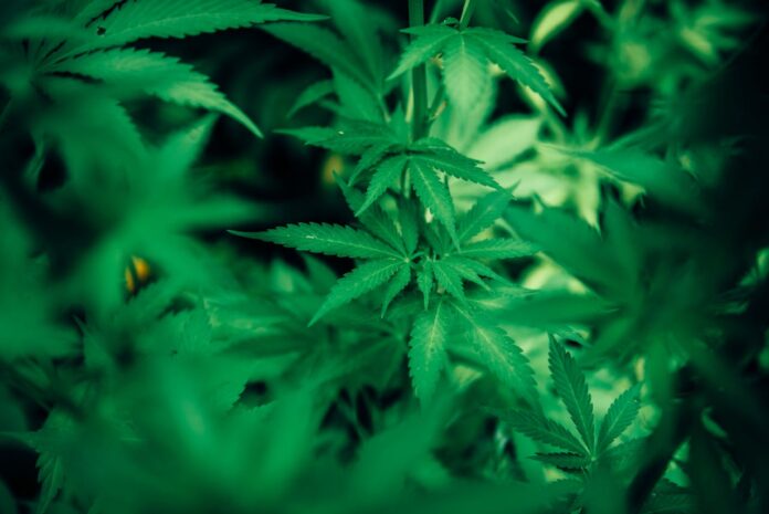 Maximizing Yields: A Guide For Growing Marijuana Plants