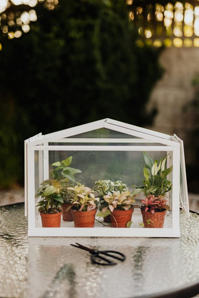unusual home garden ideas — tabletop mini greenhouse with potted plants