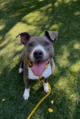 Layla A1822860 Layla A1822860 headshot