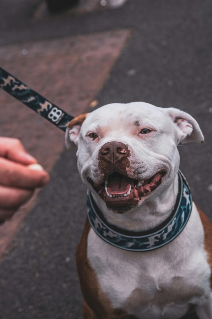 Dog standing outdoors on a leash with a close-up view of its collar.