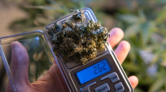 close-up-hand-holding-mobile-phone_1048944-16913984 Cannabis flower being weighed on a digital scale, representing products available through weed delivery San Jose.