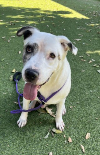 Adopt or foster Chako Meet Chako