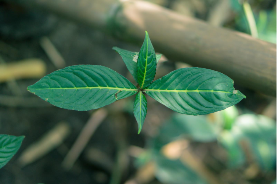 Kratom plant leaves growing naturally in a tropical environment