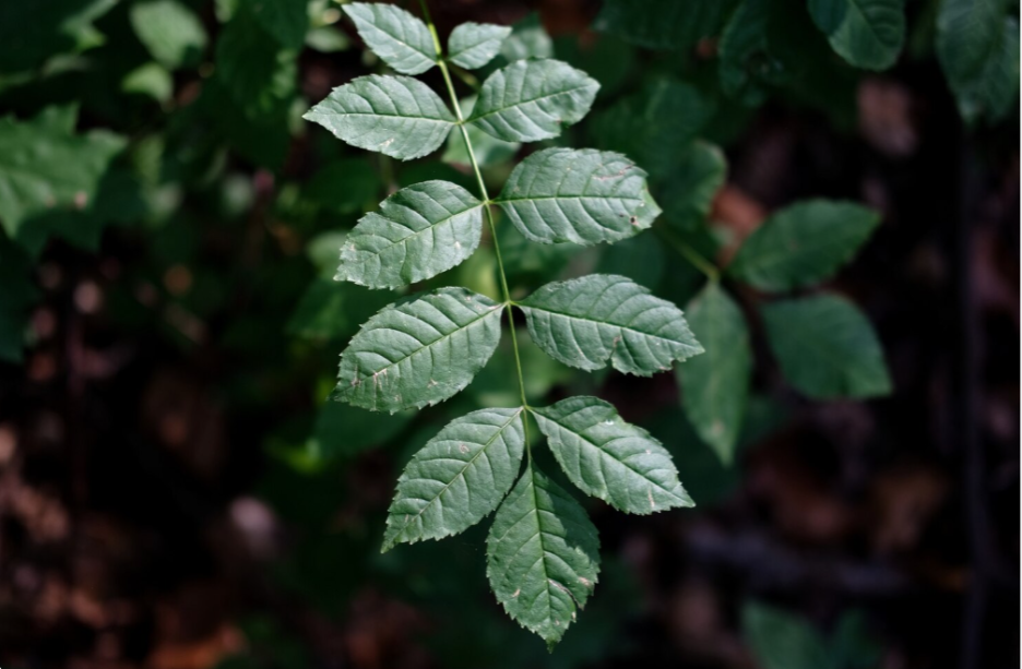 Kratom leaf branch from the Mitragyna speciosa tree