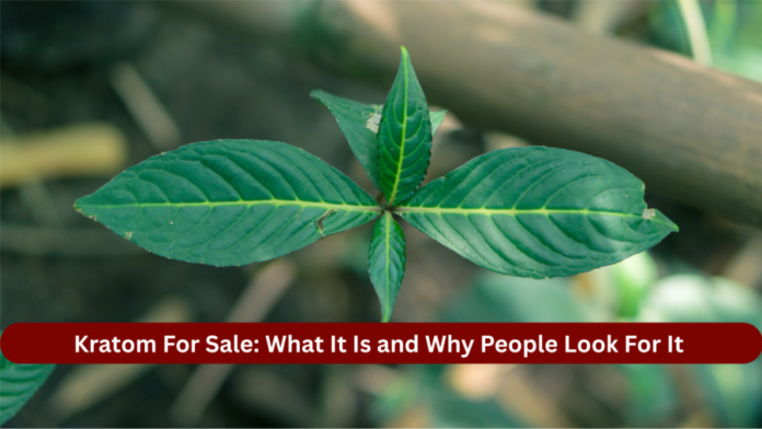 Kratom For Sale: What It Is and Why People Look For It Kratom plant leaves growing naturally in a tropical environment