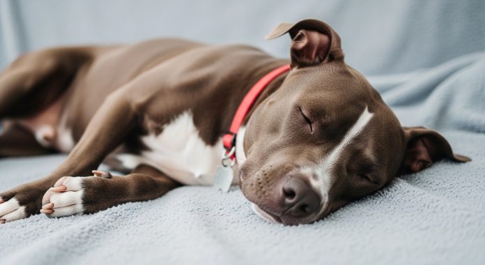 calm dog sleeping on couch representing relaxation from CBD pet products