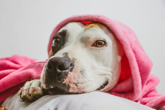 pexels-jennie-orh-1769363-4538457 CBD for dogs calming support with relaxed dog wrapped in blanket