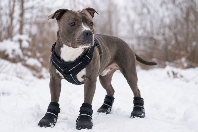 Blue-gray pit bull wearing insulated winter dog boots and black harness while standing on a snowy outdoor trail in winter conditions